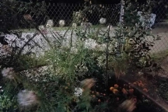 52